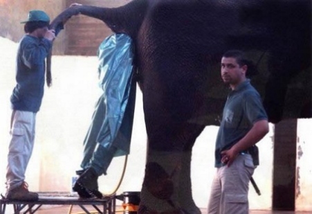 cleaning-the-butt-hole
